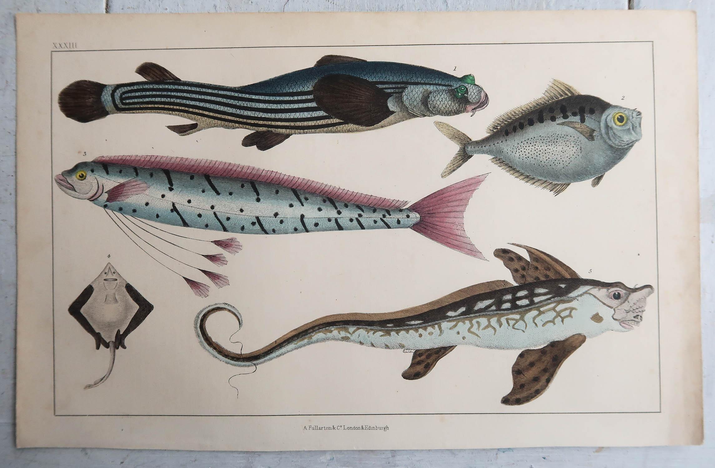 English Original Antique Print of Fish, 1847 Unframed