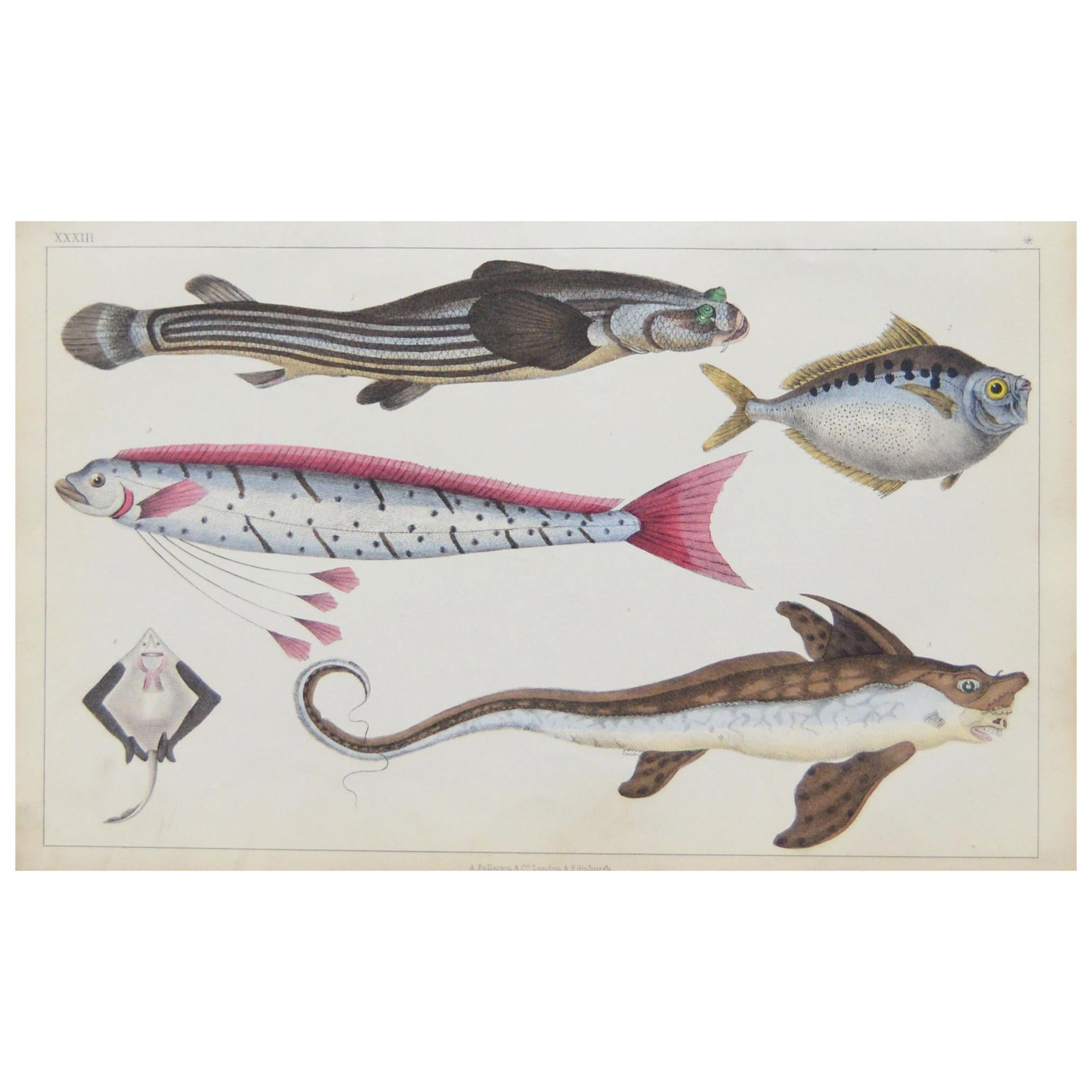 Original Antique Print of Fish, 1847 Unframed'