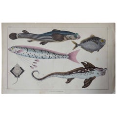 Original Antique Print of Fish, 1847 Unframed