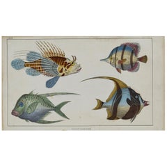 Original Antique Print of Fish, 1847 
Unframed
