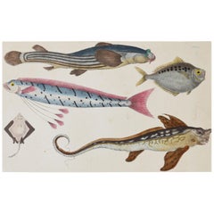 Original Antique Print of Fish, 1847 Unframed