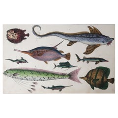 Original Antique Print of Fish, 1847 
Unframed
