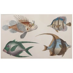 Original Antique Print of Fish, 1847 
Unframed
