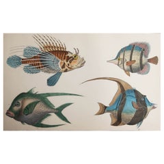 Original Antique Print of Fish, 1847 
Unframed
