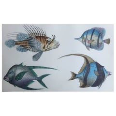 Original Antique Print of Fish, 1847 
Unframed
