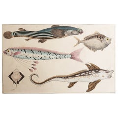 Original Antique Print of Fish, 1847 Unframed