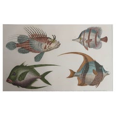 Original Antique Print of Fish, 1847 
Unframed
