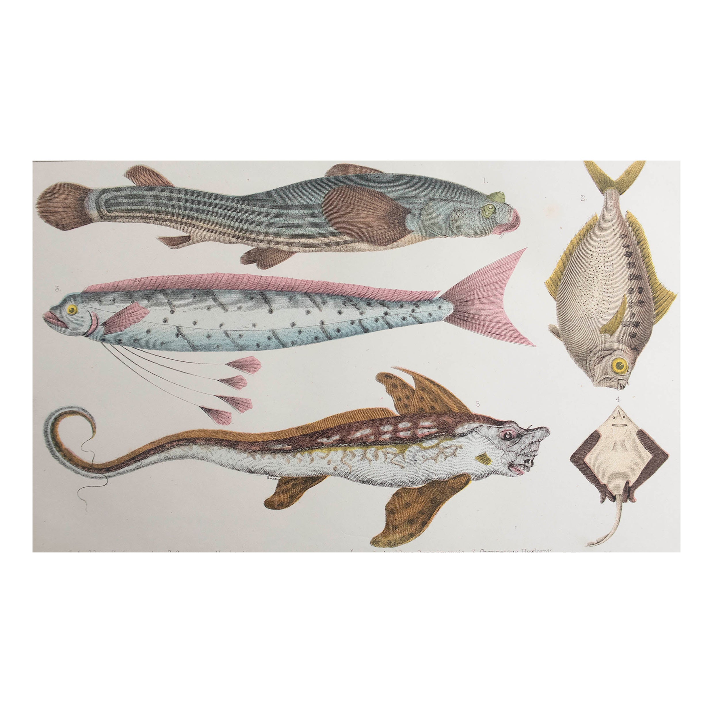Impression ancienne originale de poissons, 1847, non encadrée