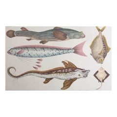 Original Antique Print of Fish, 1847 Unframed