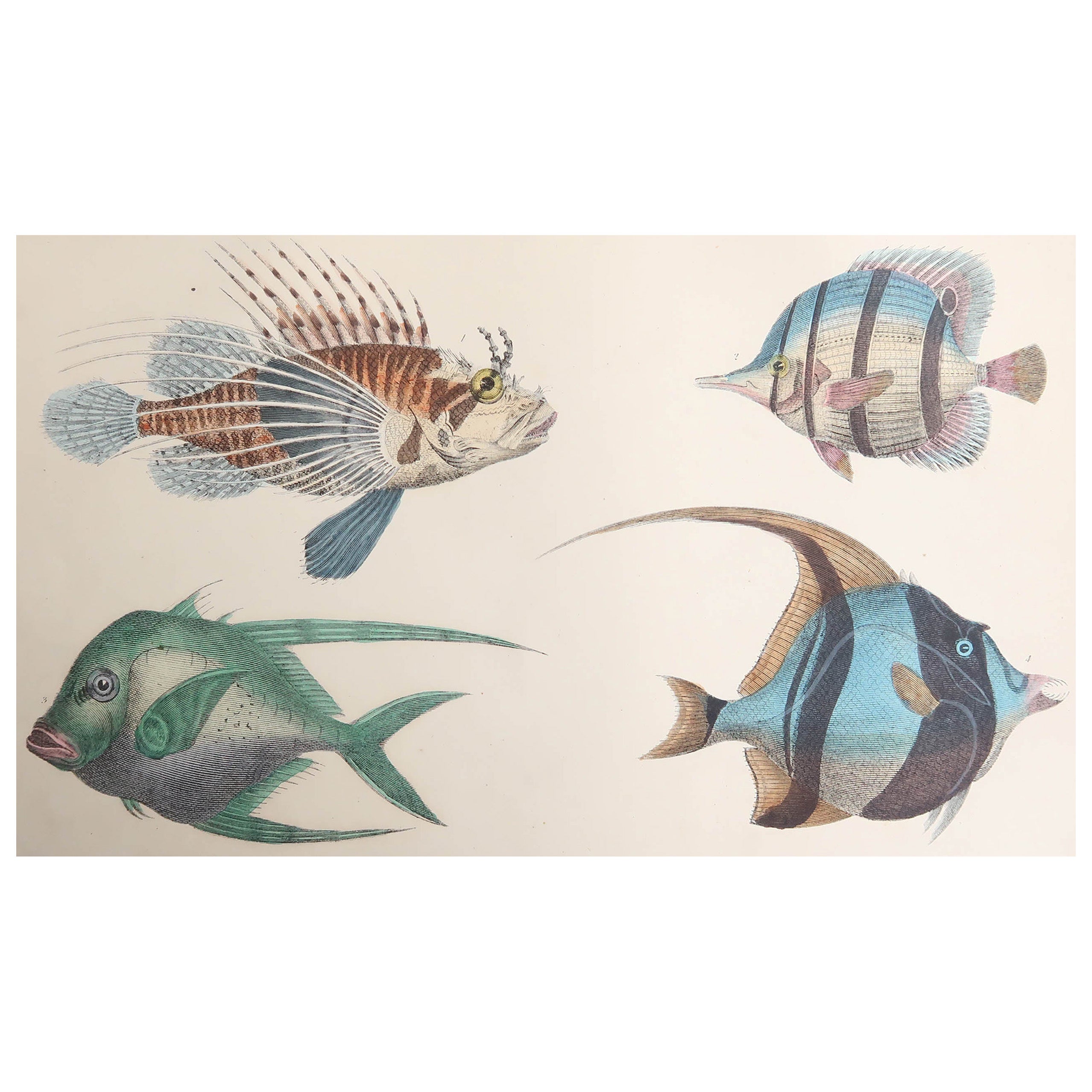 Original Antique Print of Fish, 1847 'Unframed'