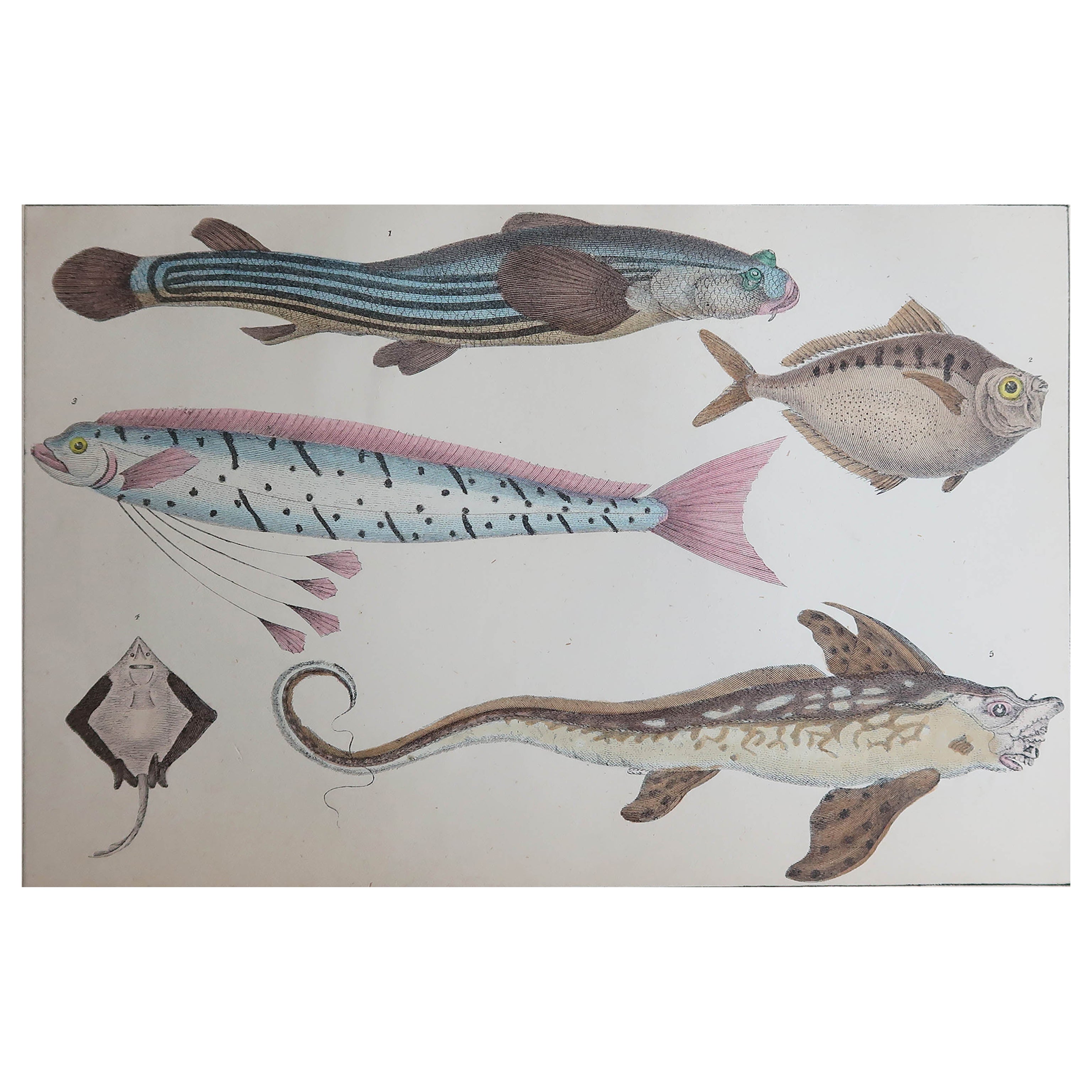 Original Antique Print of Fish, 1847 Unframed