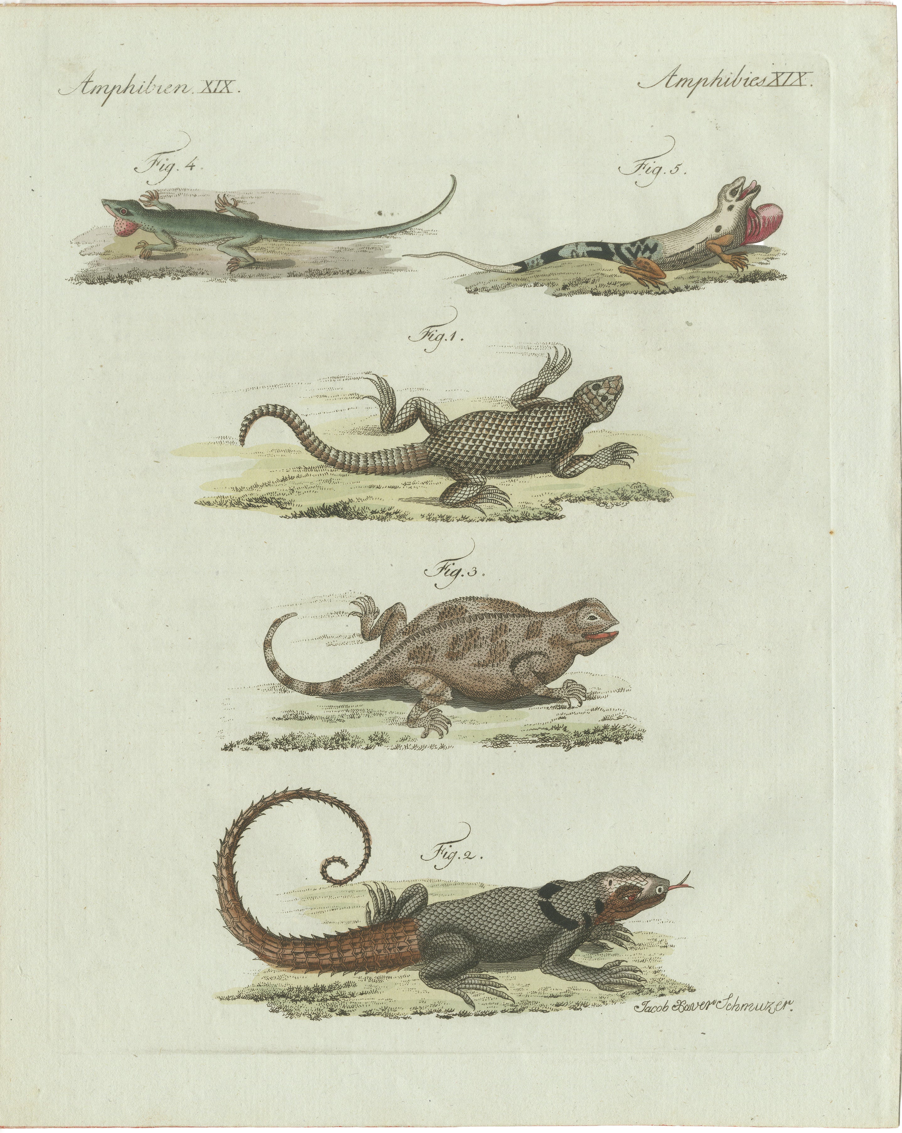 Original Antique Print of Five Exotic Lizards by Bertuch, 1802 For Sale