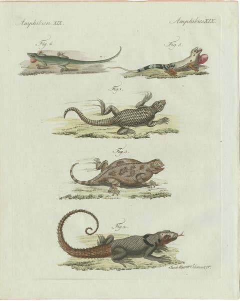 Original Antique Print of Five Exotic Lizards by Bertuch, 1802