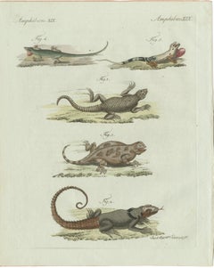 Original Antique Print of Five Exotic Lizards by Bertuch, 1802