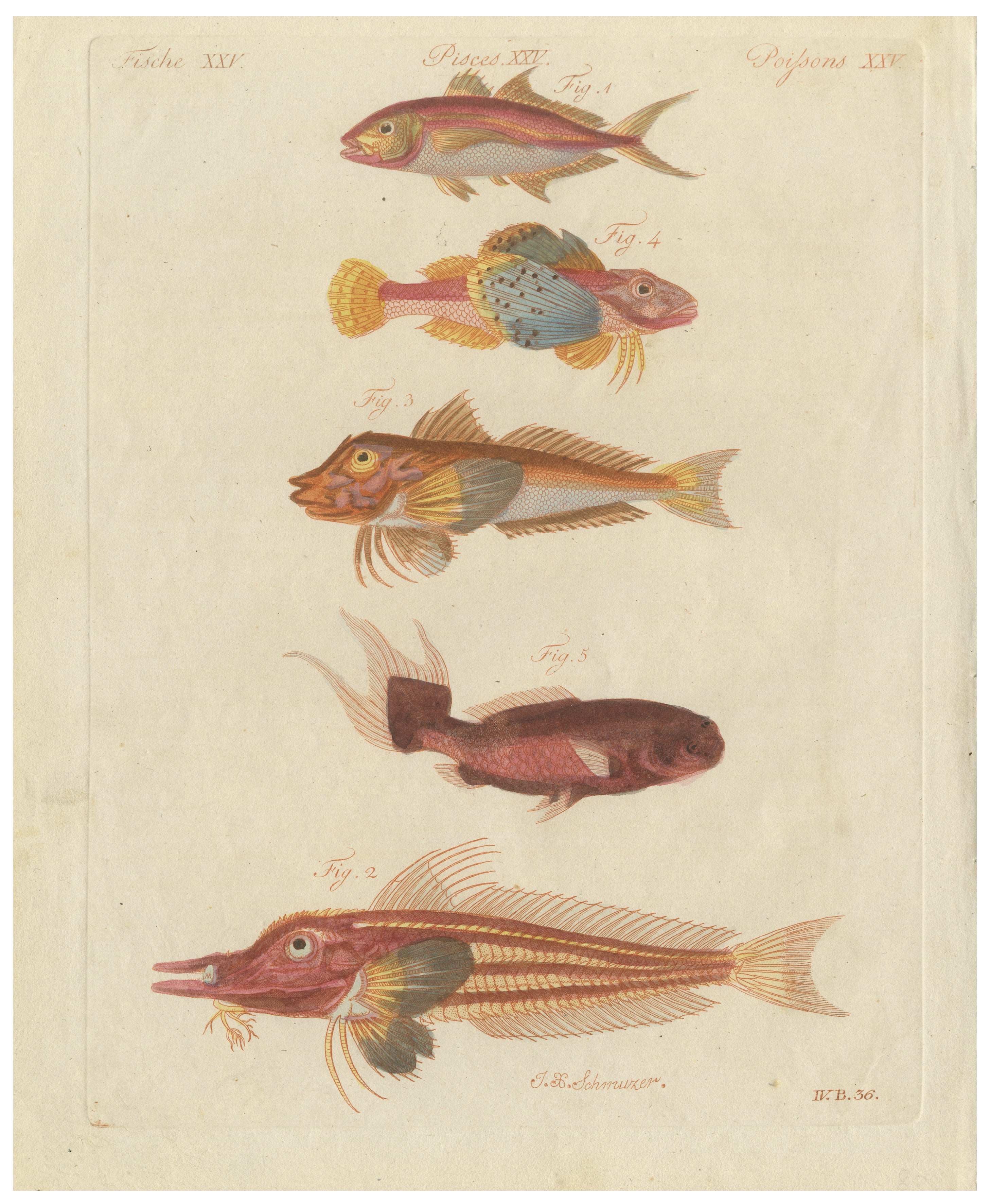 Original Antique Print of Five Exotic Red Fish by Bertuch, c. 1800