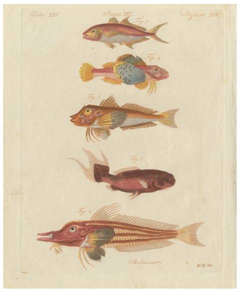 Original Antique Print of Five Exotic Red Fish by Bertuch, c. 1800