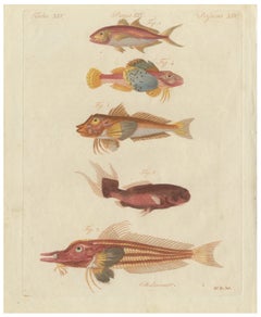 Original Antique Print of Five Exotic Red Fish by Bertuch, c. 1800