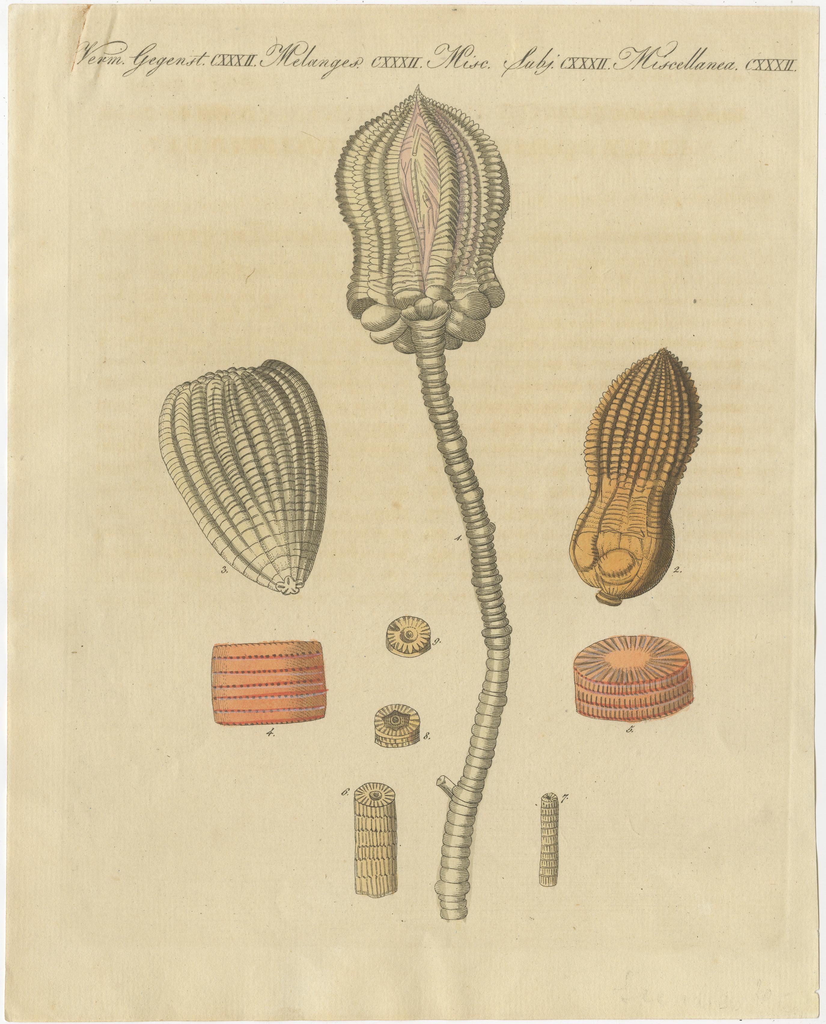 Original antique print of fossil crinoids. This print originates from 'Bilderbuch fur Kinder' by F.J. Bertuch. Friedrich Johann Bertuch (1747-1822) was a German publisher and man of arts most famous for his 12-volume encyclopedia for children