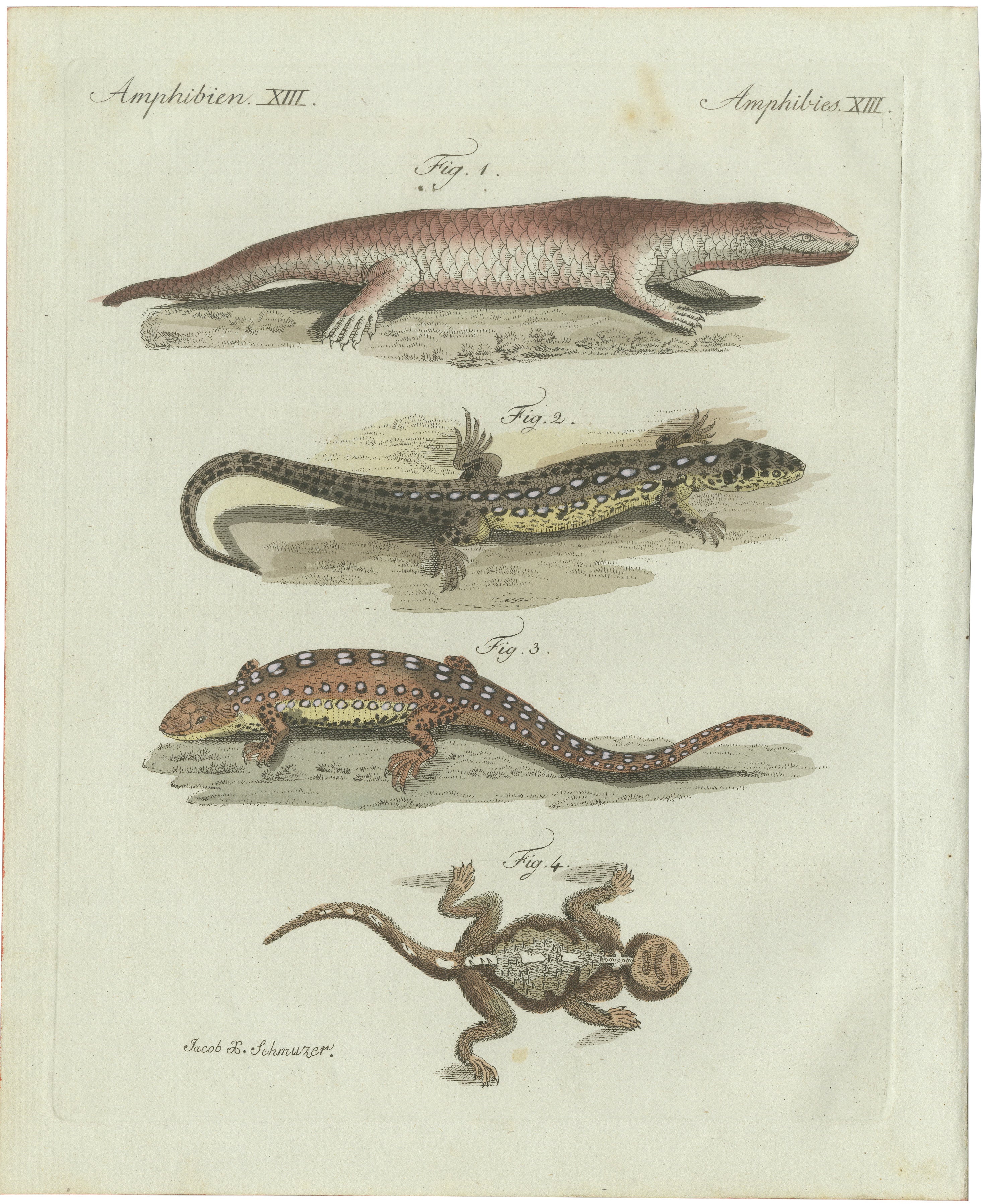 Original Antique Print of Four Exotic Lizards by Bertuch, 1802 For Sale