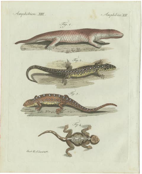 Original Antique Print of Four Exotic Lizards by Bertuch, 1802