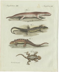 Original Antique Print of Four Exotic Lizards by Bertuch, 1802
