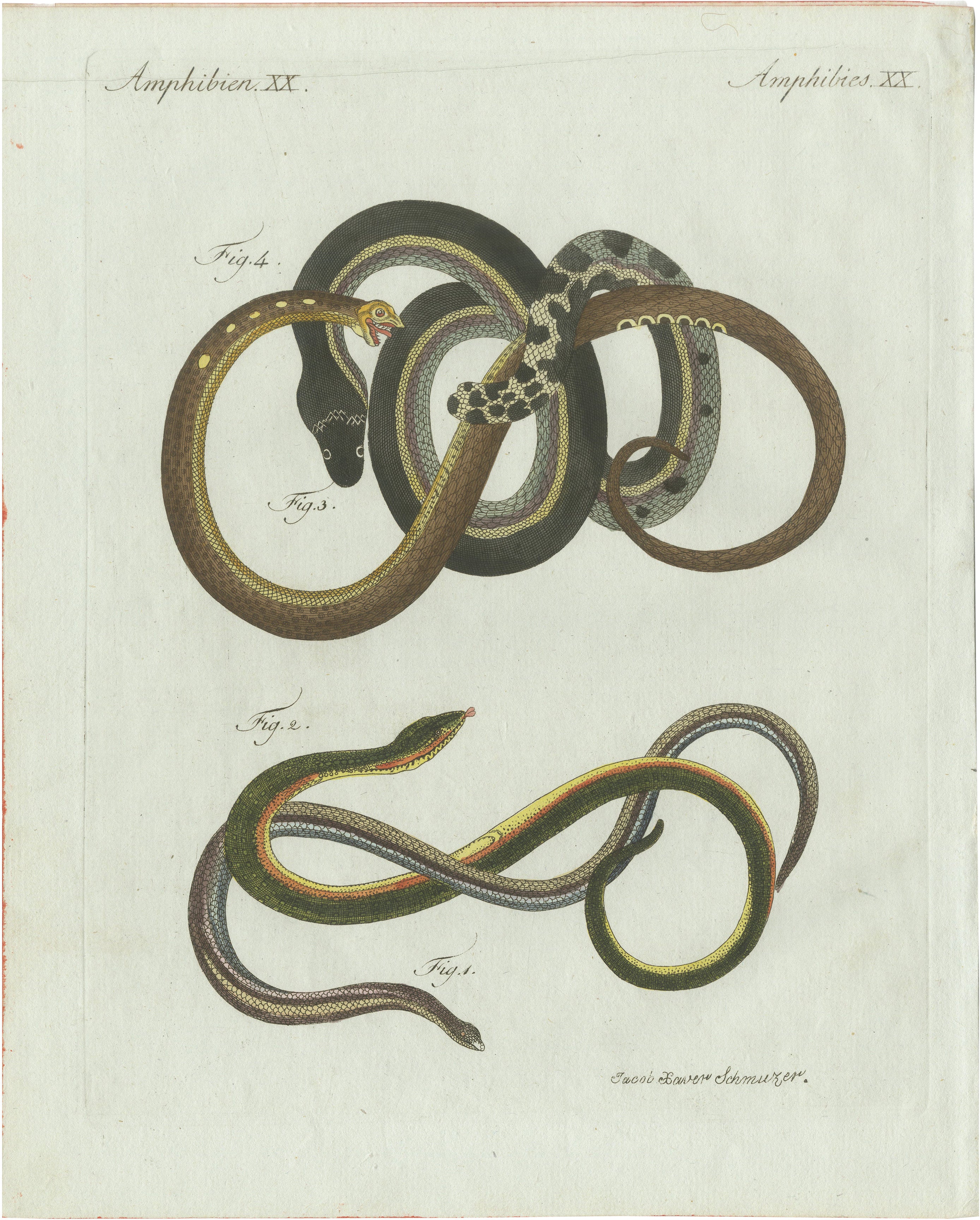 Original Antique Print of Four Slow Worms and Legless Lizards by Bertuch, 1802