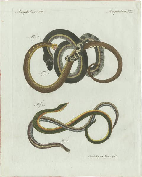 Original Antique Print of Four Slow Worms and Legless Lizards by Bertuch, 1802