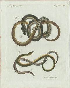 Original Antique Print of Four Slow Worms and Legless Lizards by Bertuch, 1802