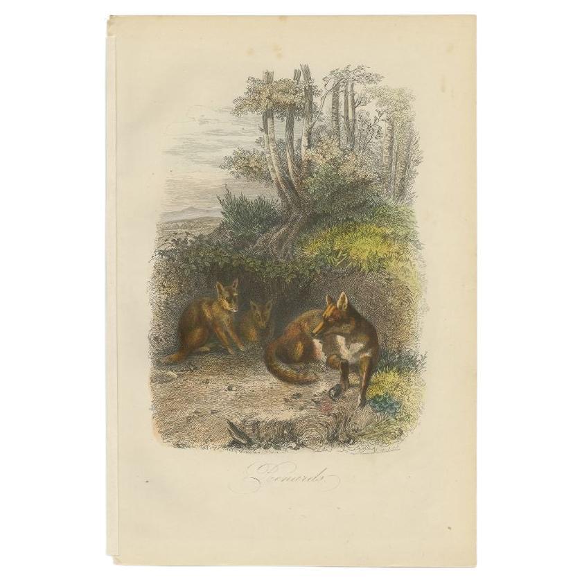Antique print titled 'Renards'. Print of foxes. This print originates from 'Musée d'Histoire Naturelle' by M. Achille Comte. 

Artists and Engravers: Published by Gustave Havard. 

Condition: Good, general age-related toning and some foxing.