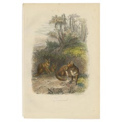 Original Antique Print of Foxes, 1854