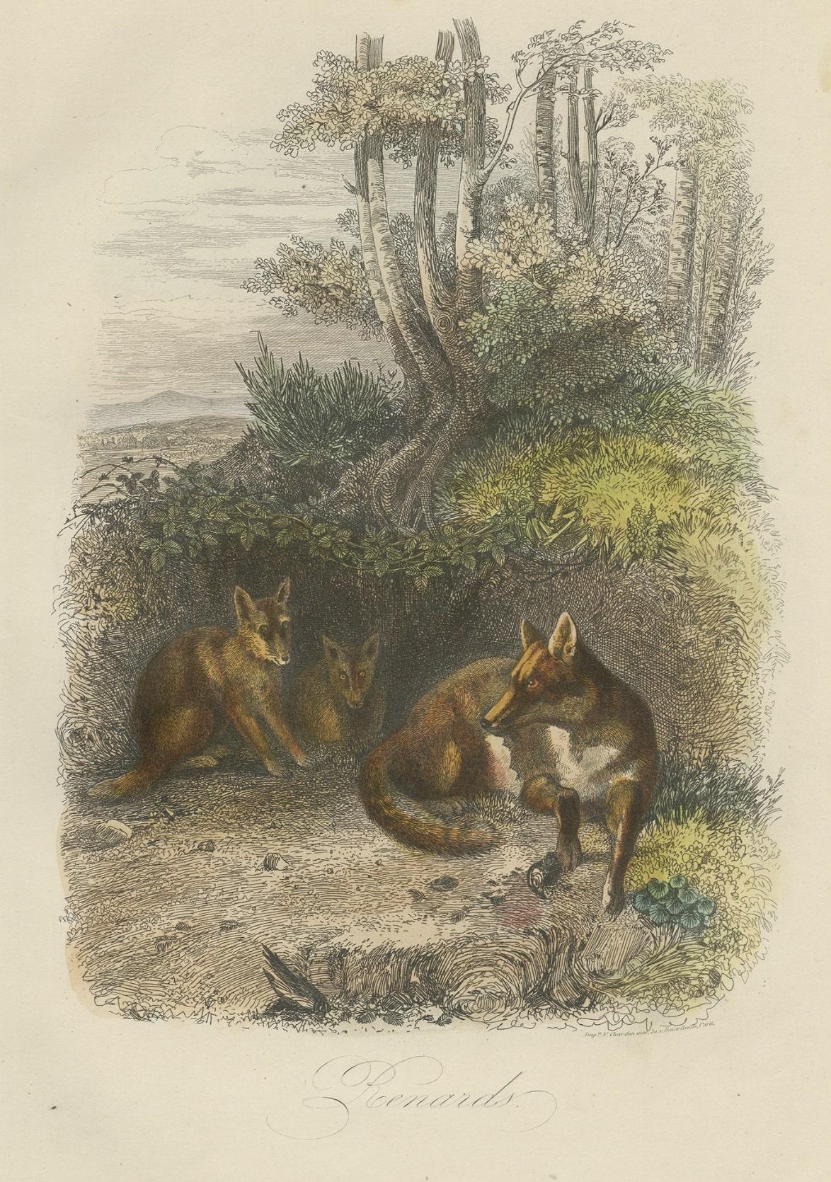 Paper Original Antique Print of Foxes, 1854 For Sale