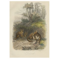 Original Antique Print of Foxes, 1854
