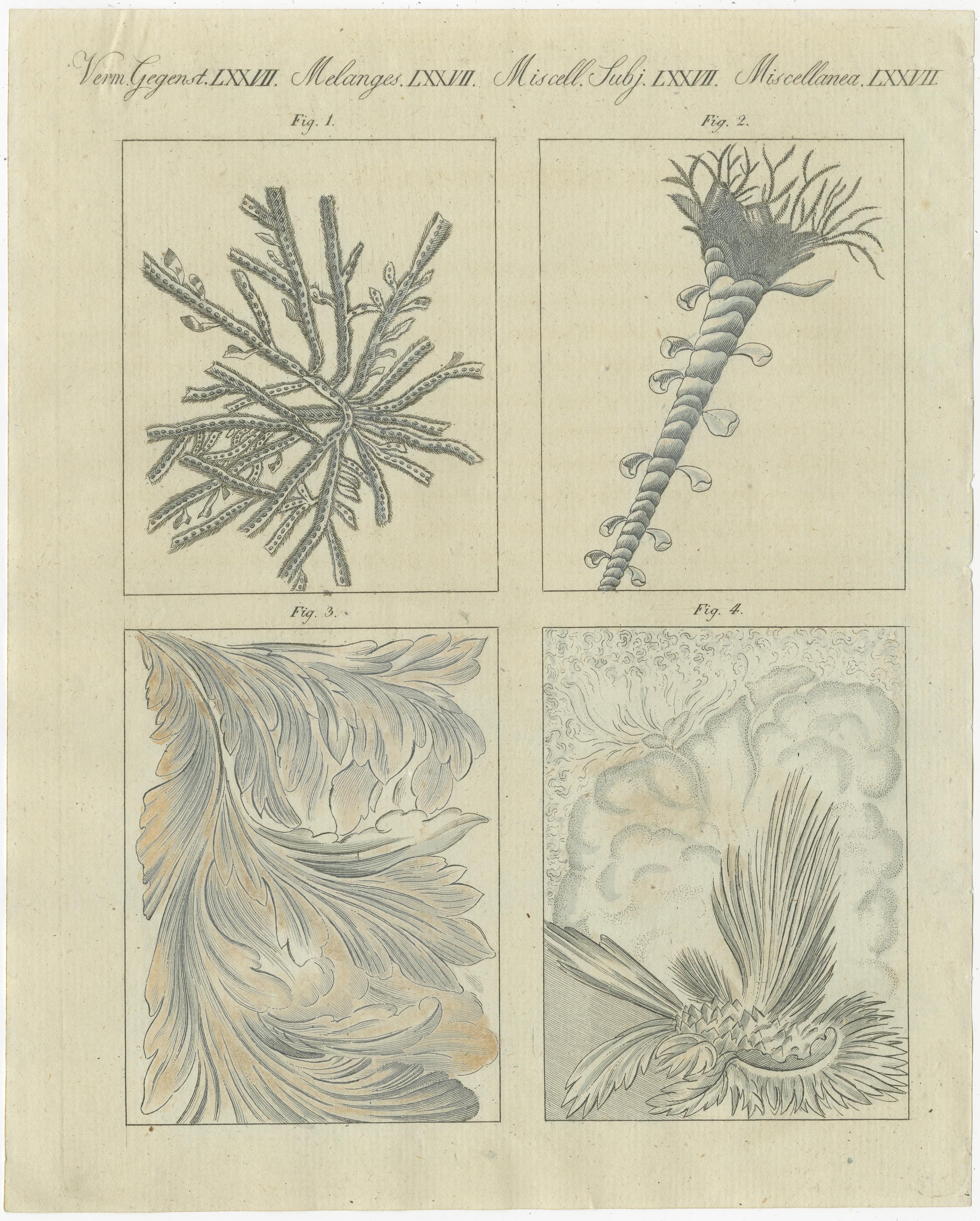 Original antique print of frozen window panes. This print originates from 'Bilderbuch fur Kinder' by F.J. Bertuch. Friedrich Johann Bertuch (1747-1822) was a German publisher and man of arts most famous for his 12-volume encyclopedia for children