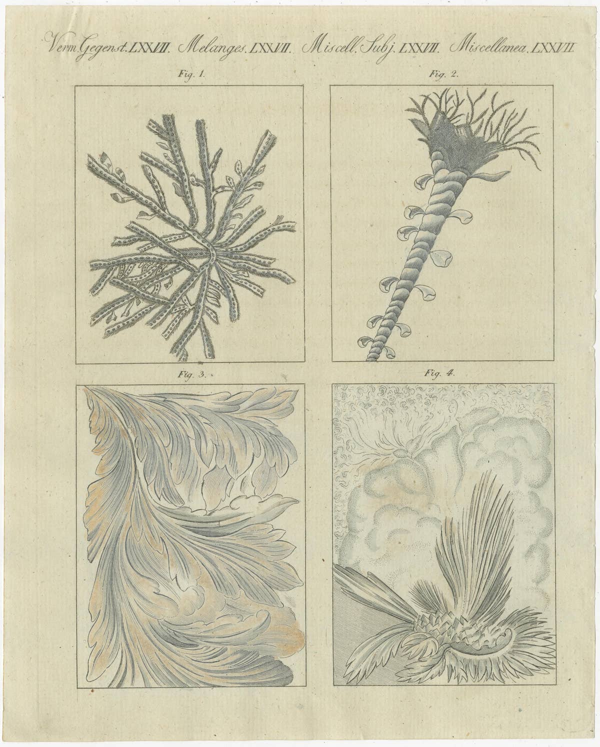 Original Antique Print of Frozen Window Panes