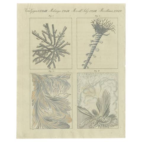 Original Antique Print of Frozen Window Panes