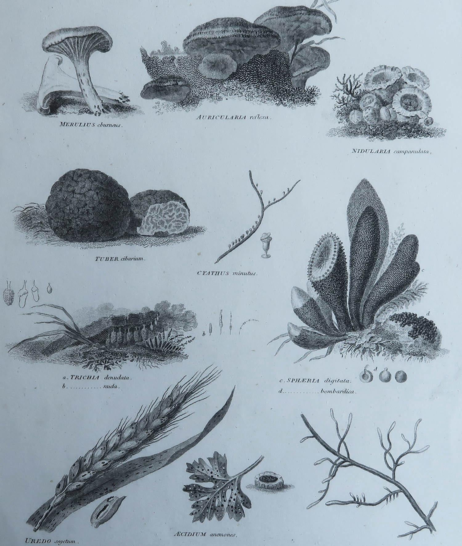 Tolles Bild von Pilzen

Kupferstich von Milton

Veröffentlicht von Longman & Rees, London

Datiert 1802

Ungerahmt.

Kostenloser Versand. 



