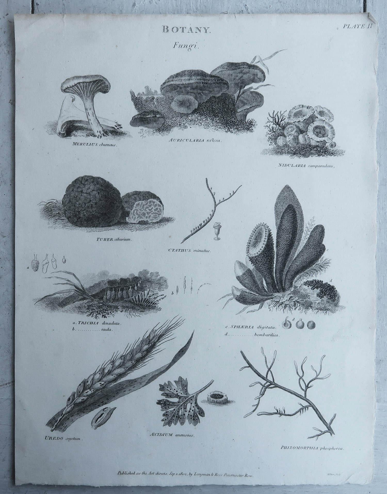 English Original Antique Print of Fungi, Dated 1802 For Sale
