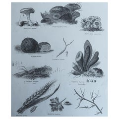 Original Antiker Originaldruck von Fungi, datiert 1802
