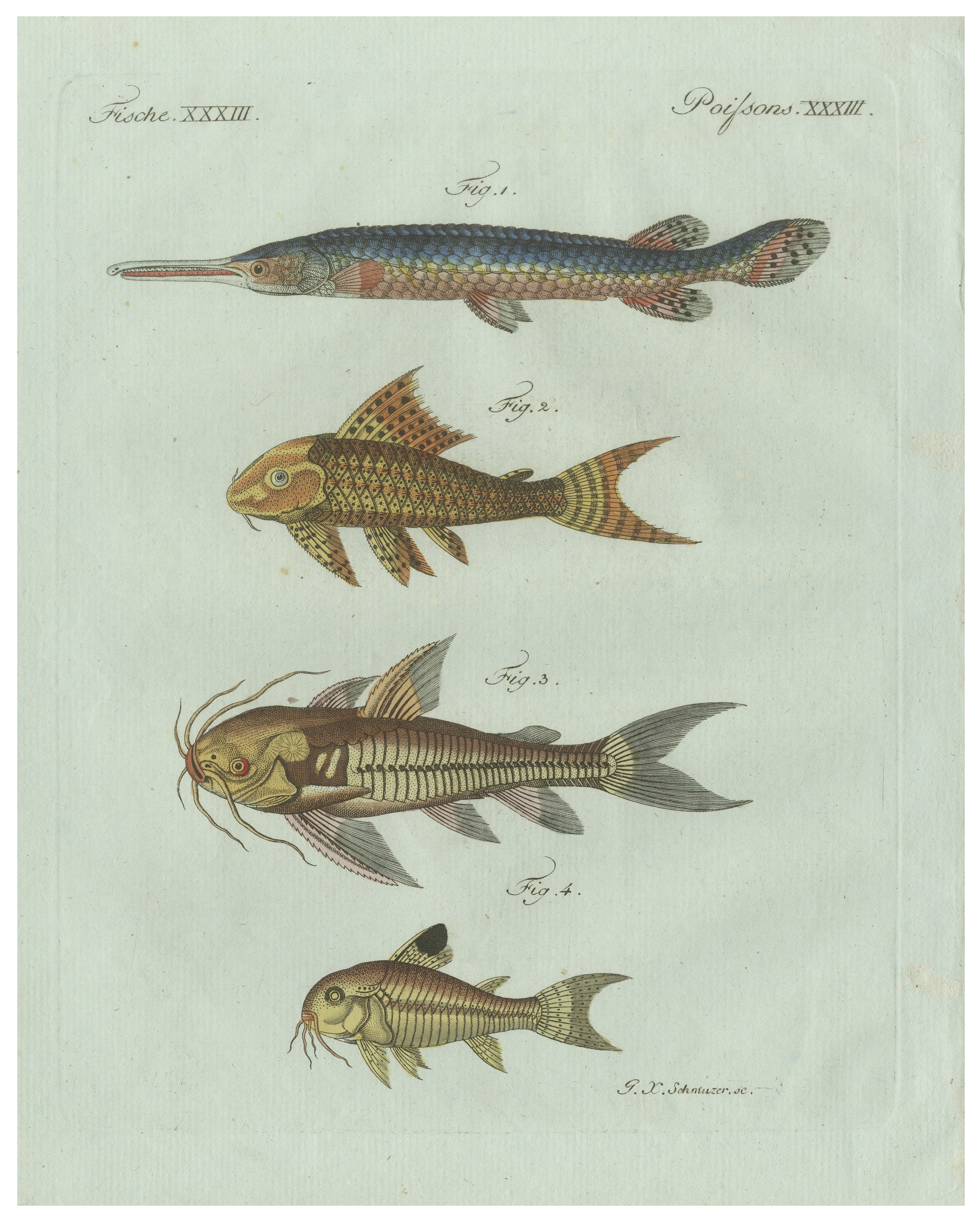 Original Antique Print of Gar and Exotic Armored Fish by Bertuch, c. 1800 For Sale