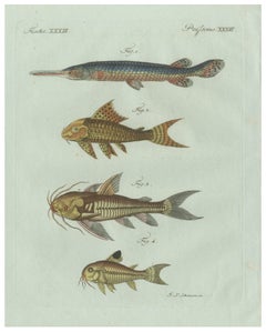 Original Antique Print of Gar and Exotic Armored Fish by Bertuch, c. 1800