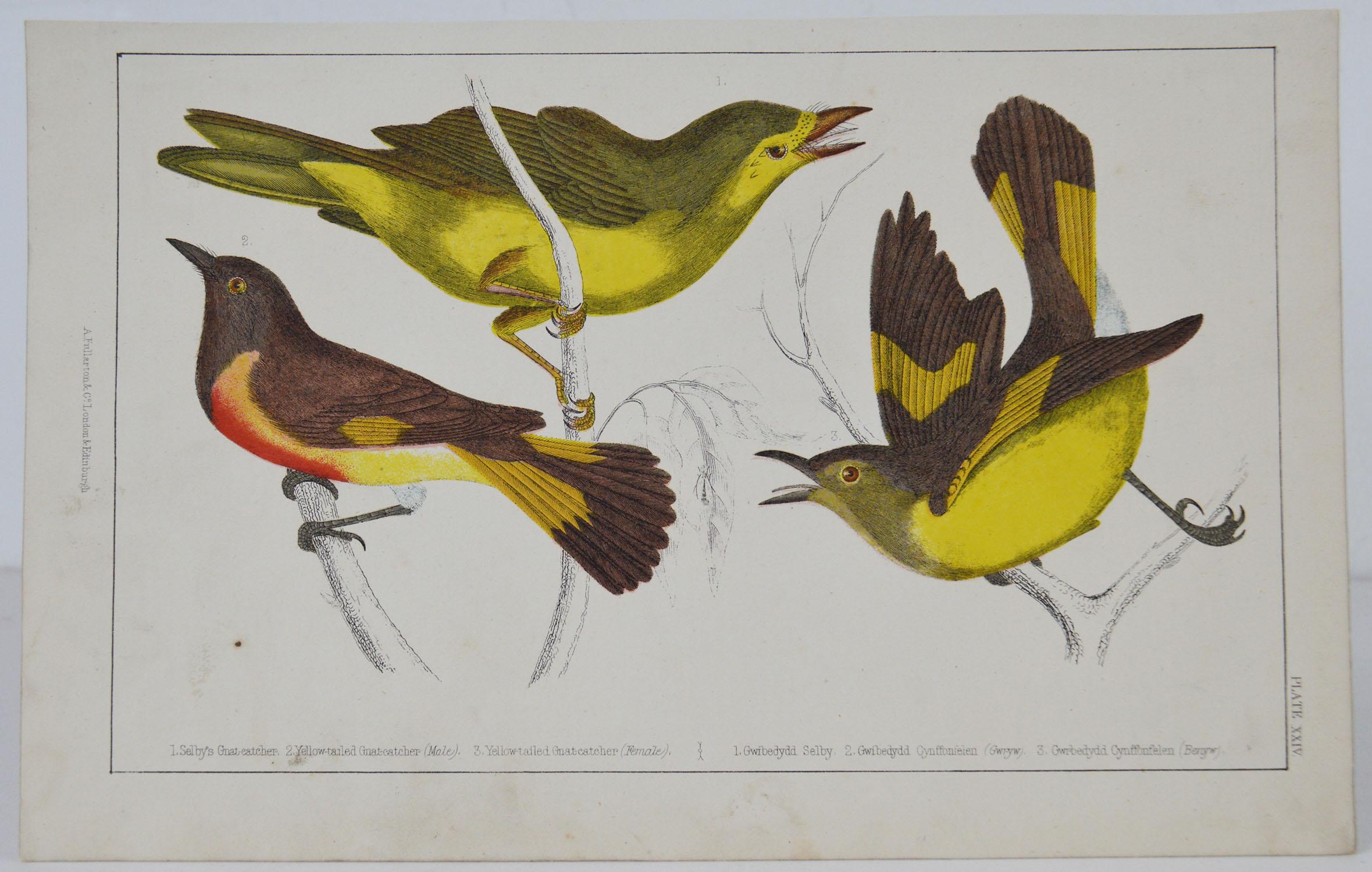 Great image of gnat-catchers

Unframed. It gives you the option of perhaps making a set up using your own choice of frames.

Lithograph after Cpt. Brown with original hand color.

Published 1847.

Free shipping.




 