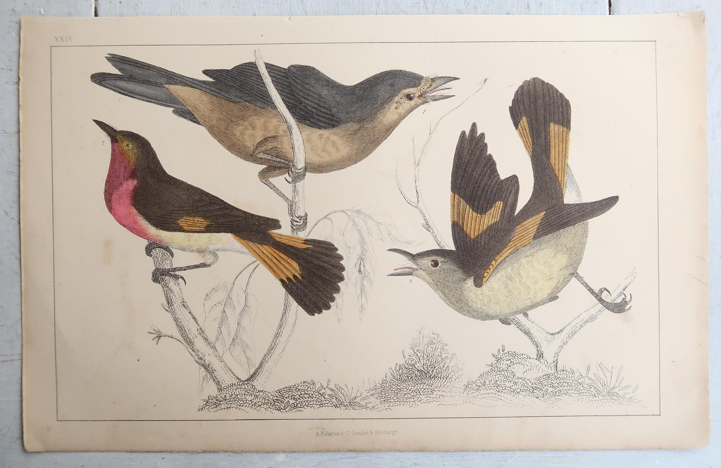 Folk Art Original Antique Print of Gnat-Catchers, 1847 'Unframed' For Sale