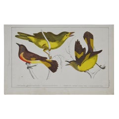 Original Antique Print of Gnat-Catchers, 1847 'Unframed'