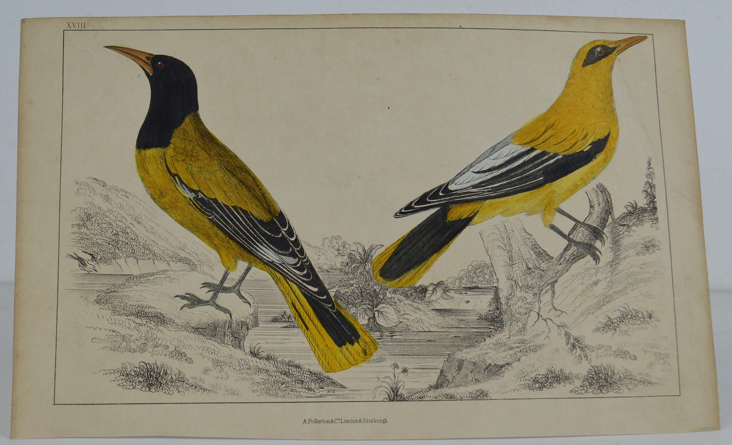 Great image of golden oriole

Unframed. It gives you the option of perhaps making a set up using your own choice of frames.

Lithograph after Cpt. Brown with original hand color.

Published 1847.

Free shipping.




 