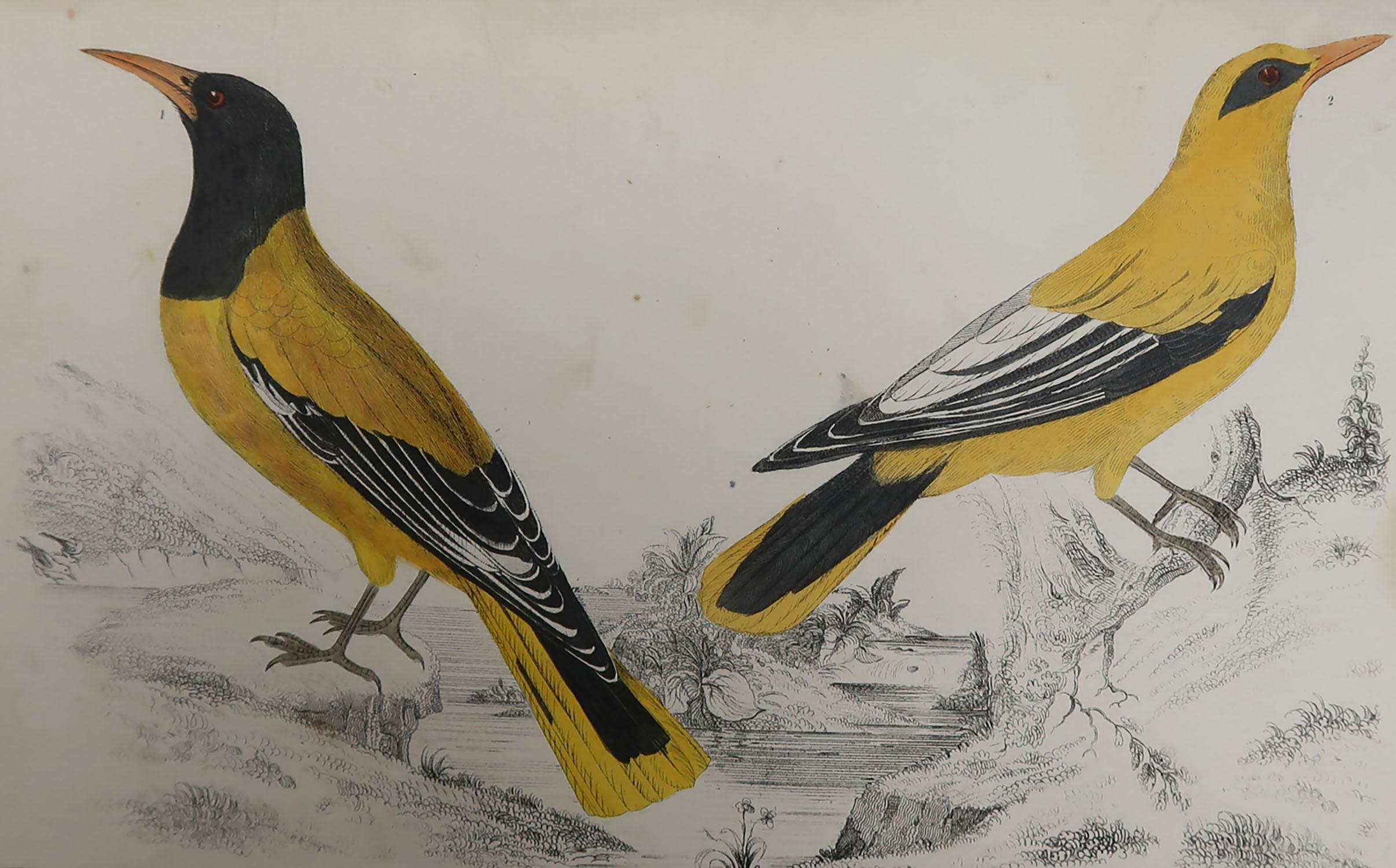 Great image of golden oriole

Unframed. It gives you the option of perhaps making a set up using your own choice of frames.

Lithograph after Cpt. brown with original hand color.

Published, 1847.

Free shipping.




 