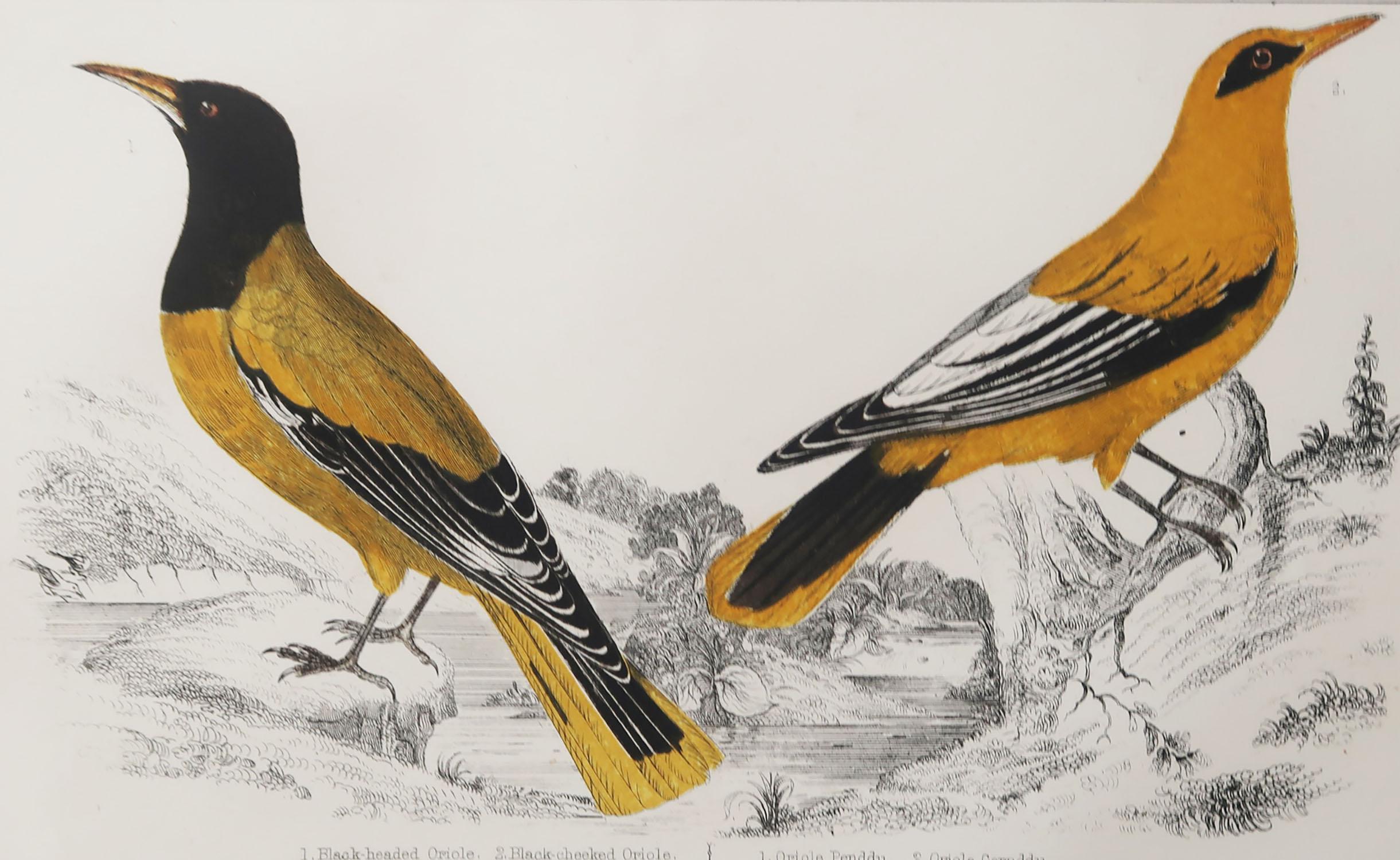 Great image of golden oriole

Unframed. It gives you the option of perhaps making a set up using your own choice of frames.

Lithograph after Cpt. brown with original hand color.

Published, 1847.

Free shipping.




 