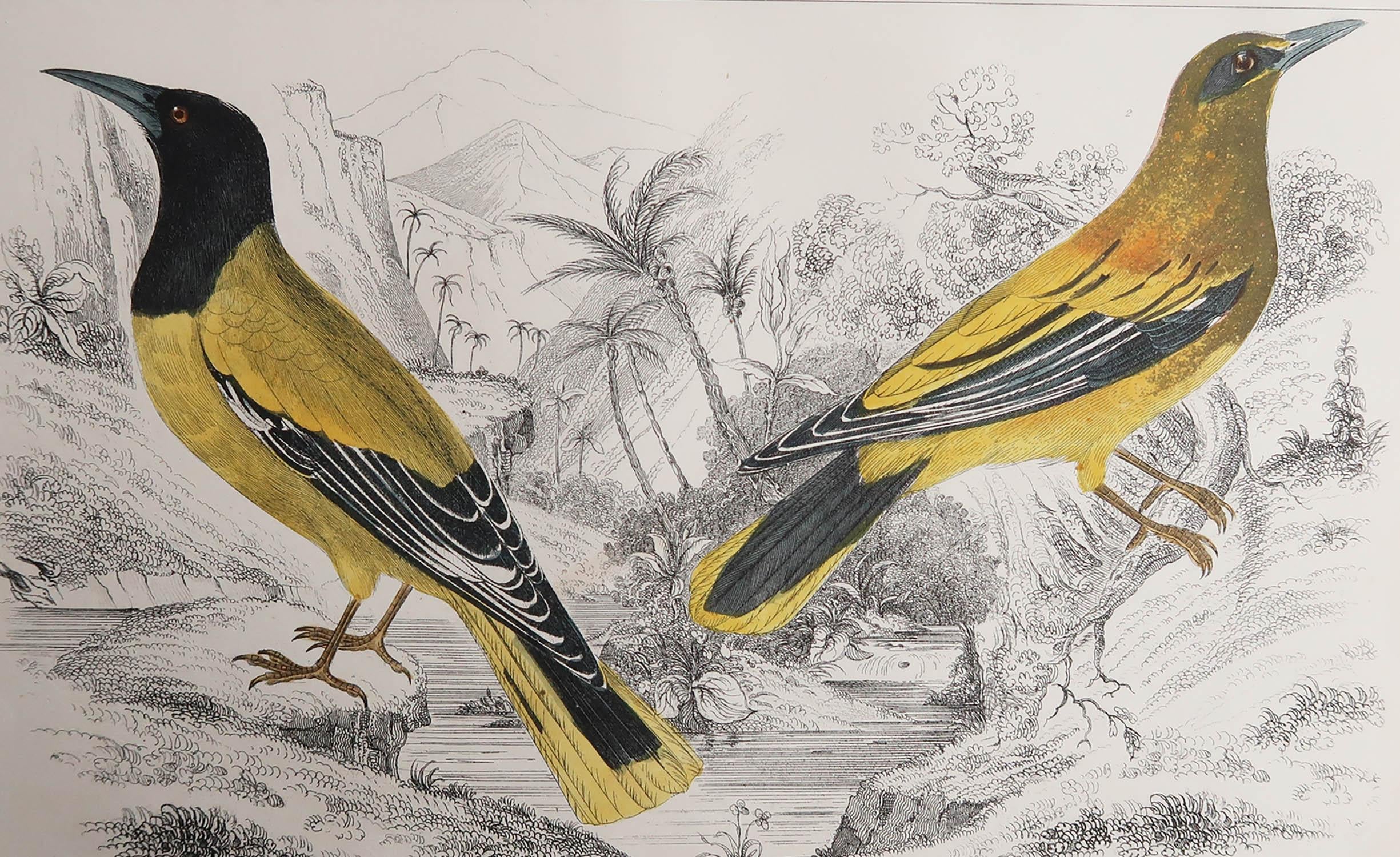Great image of golden oriole.

Unframed. It gives you the option of perhaps making a set up using your own choice of frames.

Lithograph after Cpt. brown with original hand color.

Published, 1847.

Free shipping.




