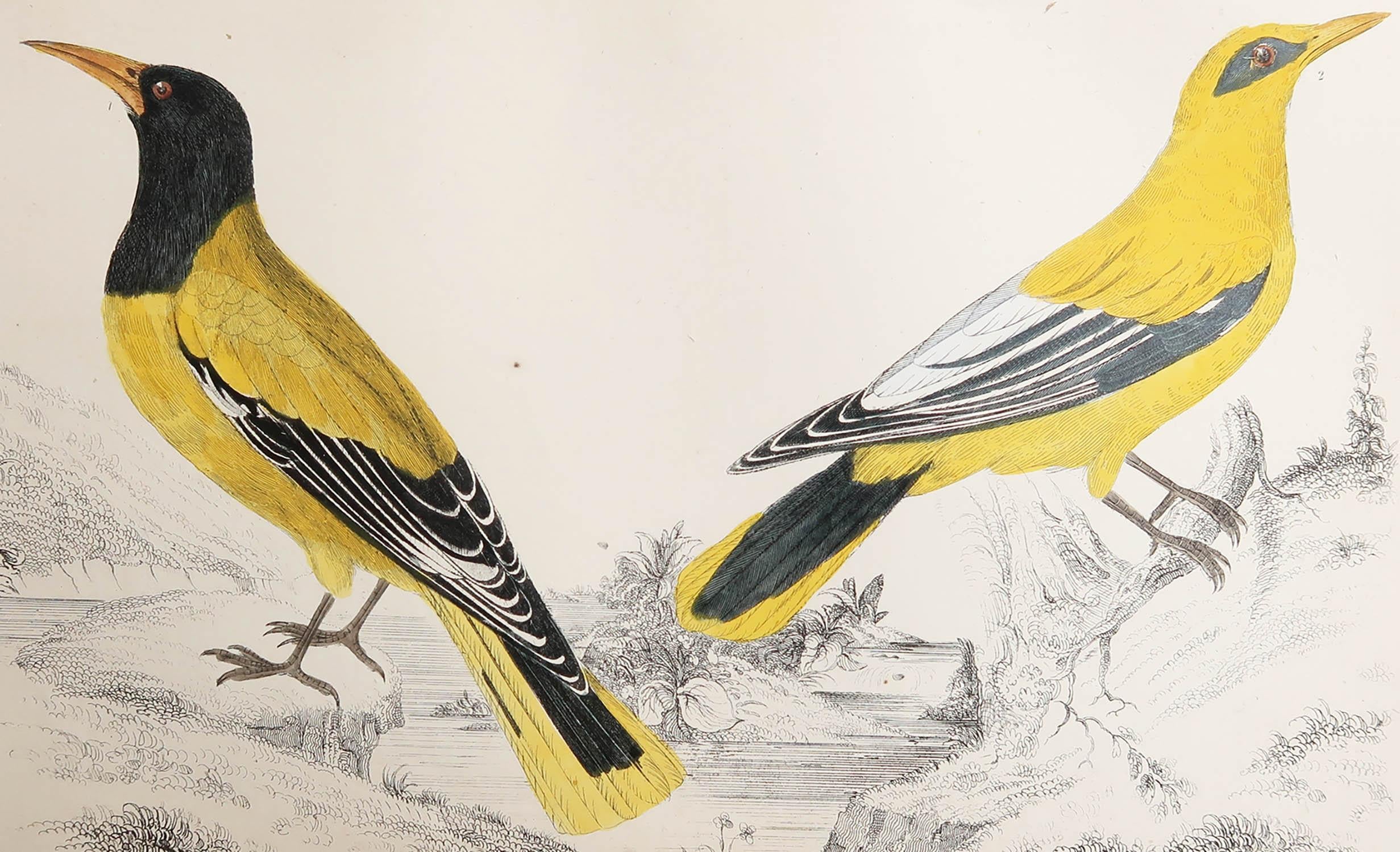 Belle image de l'oriole doré.

Non encadré. Il vous donne la possibilité de réaliser un montage en utilisant les cadres de votre choix.

Lithographie d'après le Cpt. Brown avec couleur originale à la main.

Publié en 1847.

Livraison gratuite.




