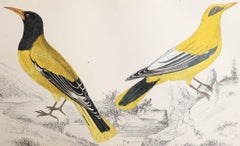 Original Antique Print of Golden Oriole, 1847 'Unframed'
