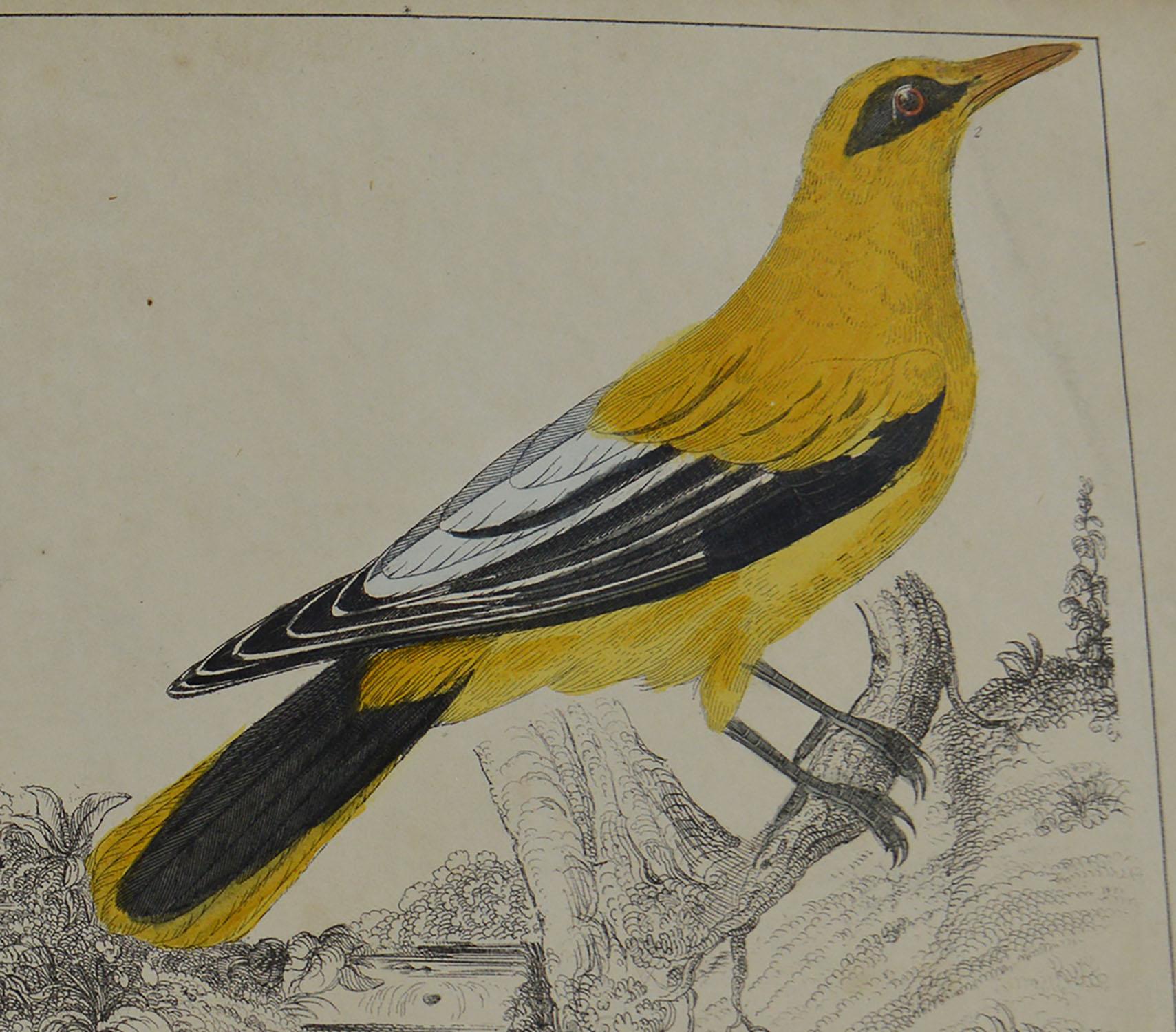 Folk Art Original Antique Print of Golden Oriole, 1847 'Unframed'